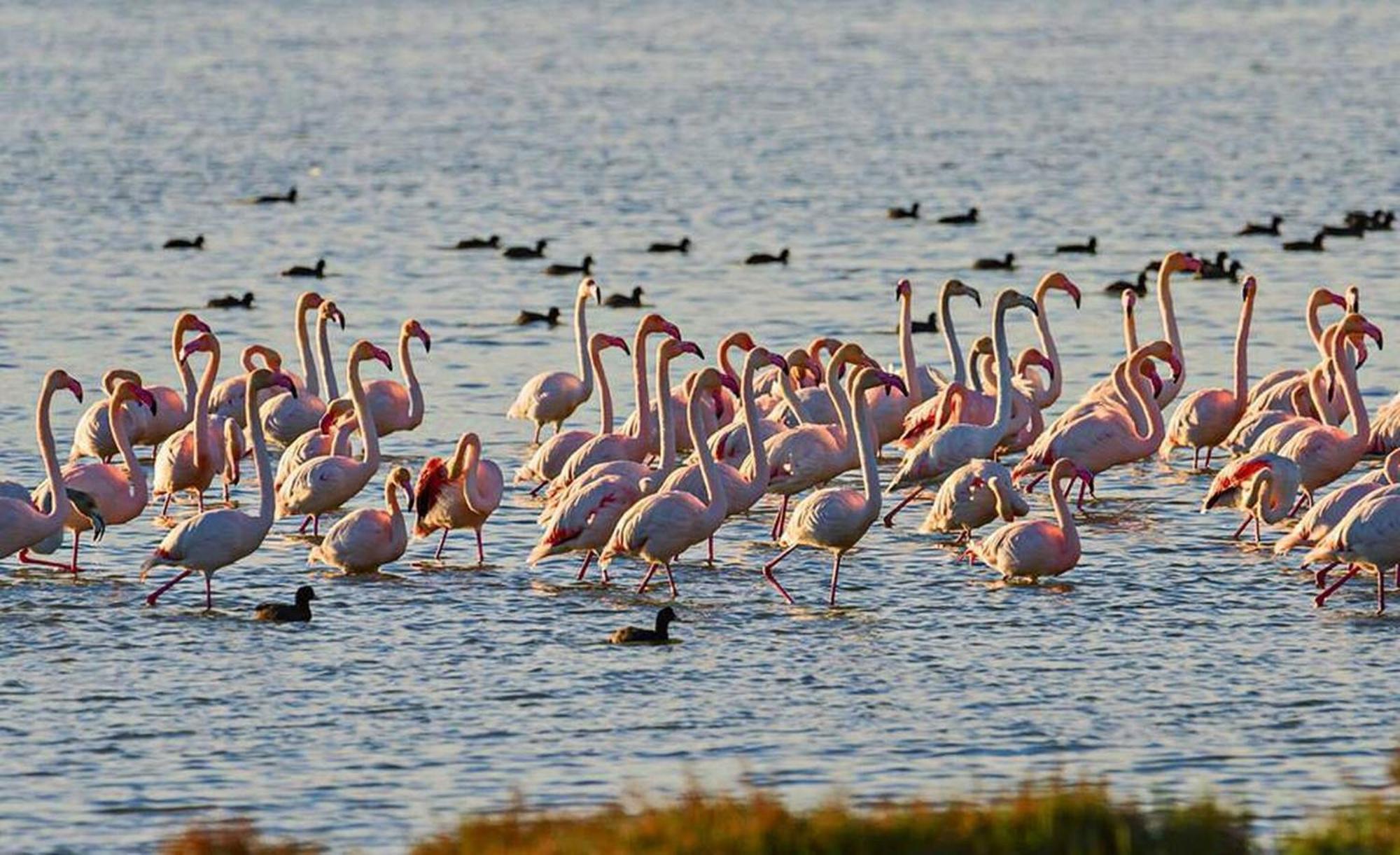 Quet - Casa Rural Con Piscina Privada En El Delta Del Ebro - Deltavacaciones Deltebre Zewnętrze zdjęcie